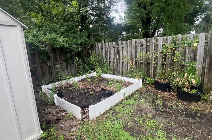 Overgrown raised garden bed and fence corner before clean up