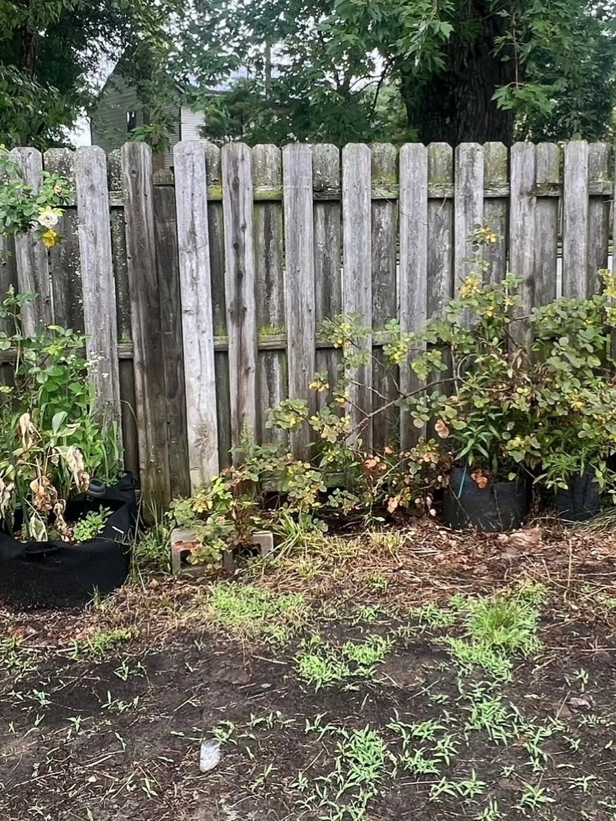 Weedy fence line with overgrown bushes before clean up